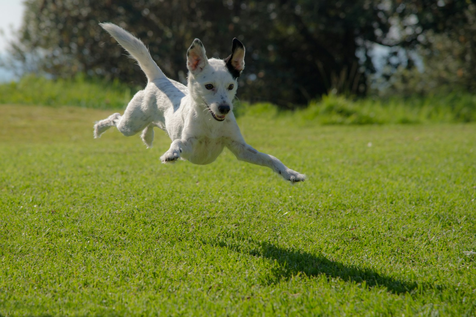 Désherbants et chiens : combien de temps attendre pour garantir leur sécurité ?